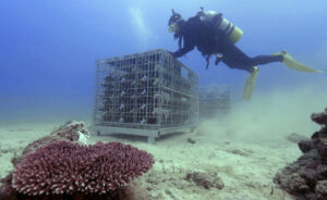 Lợi Ích Sức Khỏe Của Rượu Ngâm Biển