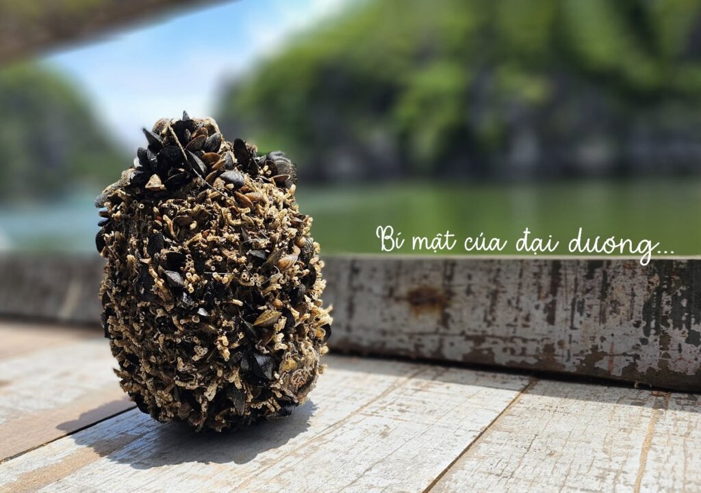 DÁNG HÌNH CỦA ĐẠI DƯƠNG – RƯỢU NGÂM BIỂN